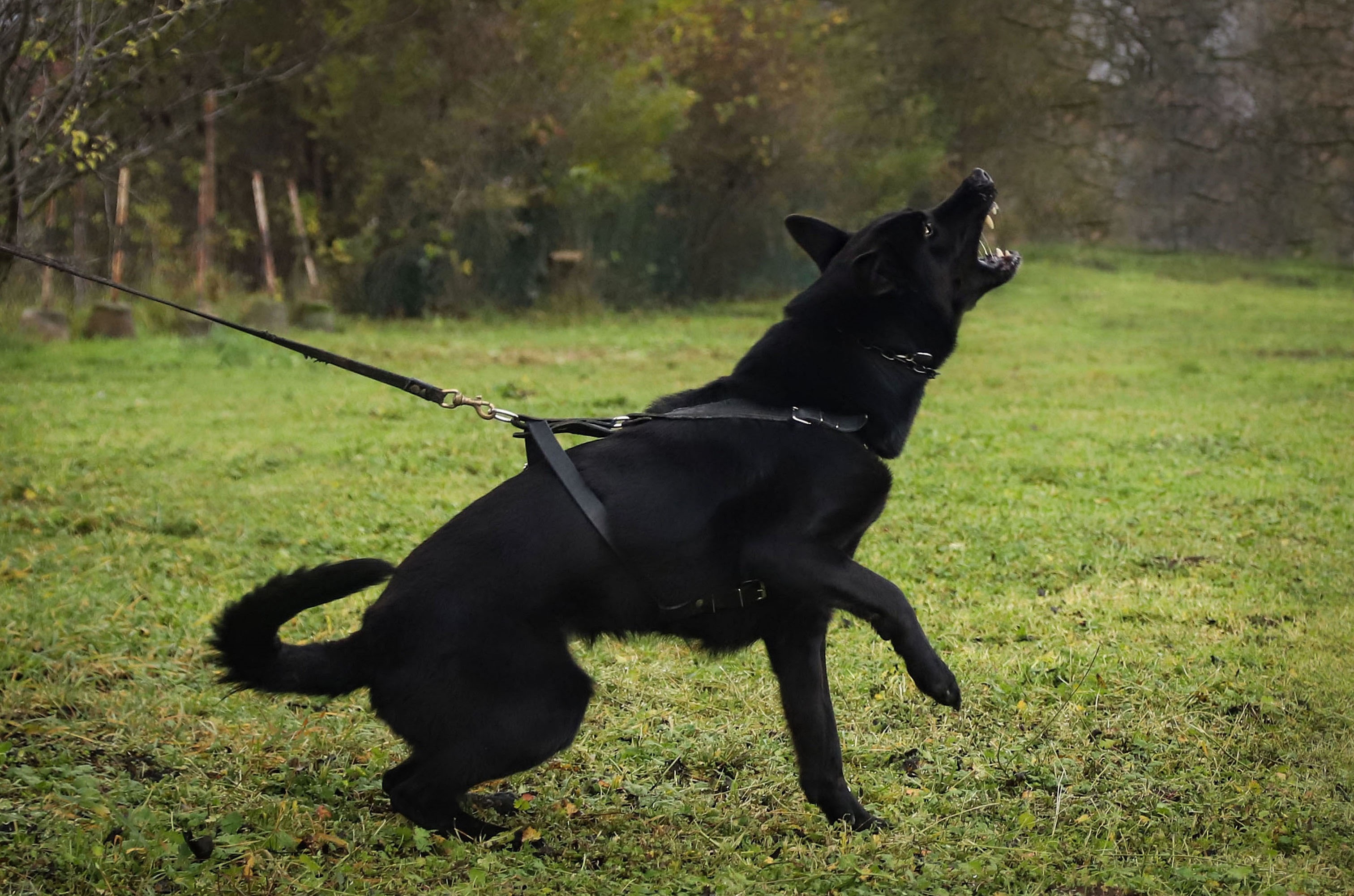 Black German Shepherd pulling on leash during outdoor training