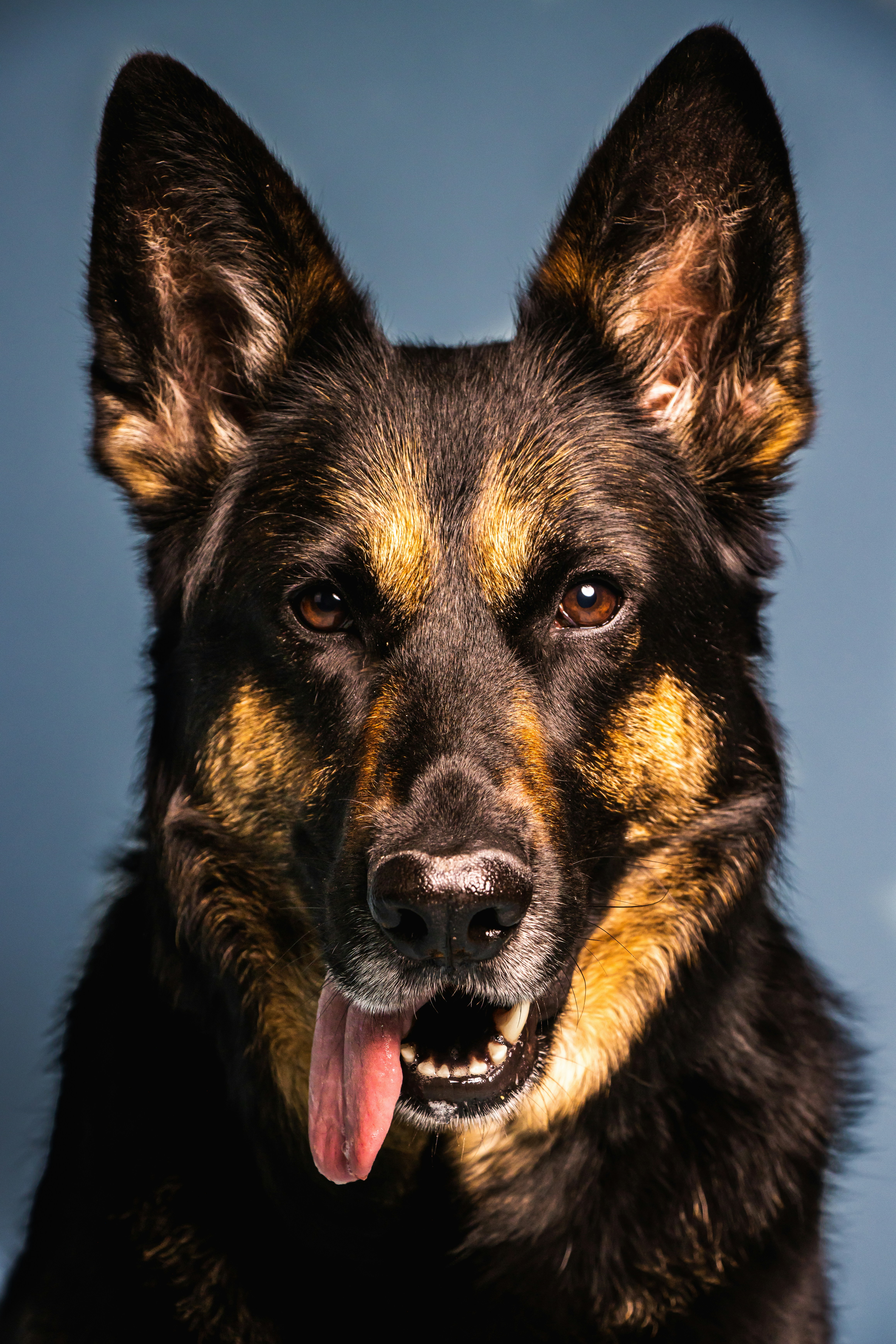 German Shepherd face portrait