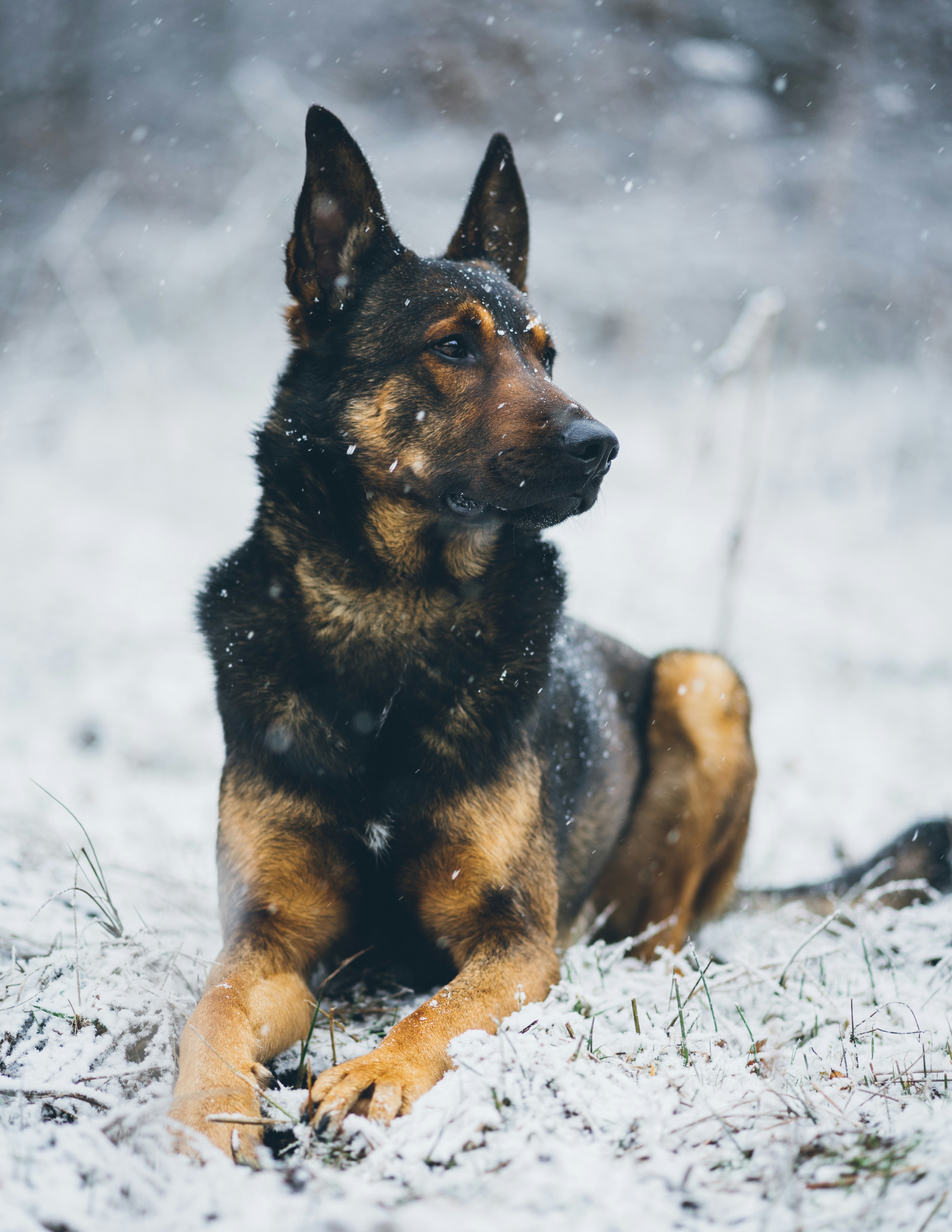 German Shepherd lying in the snow looking alert