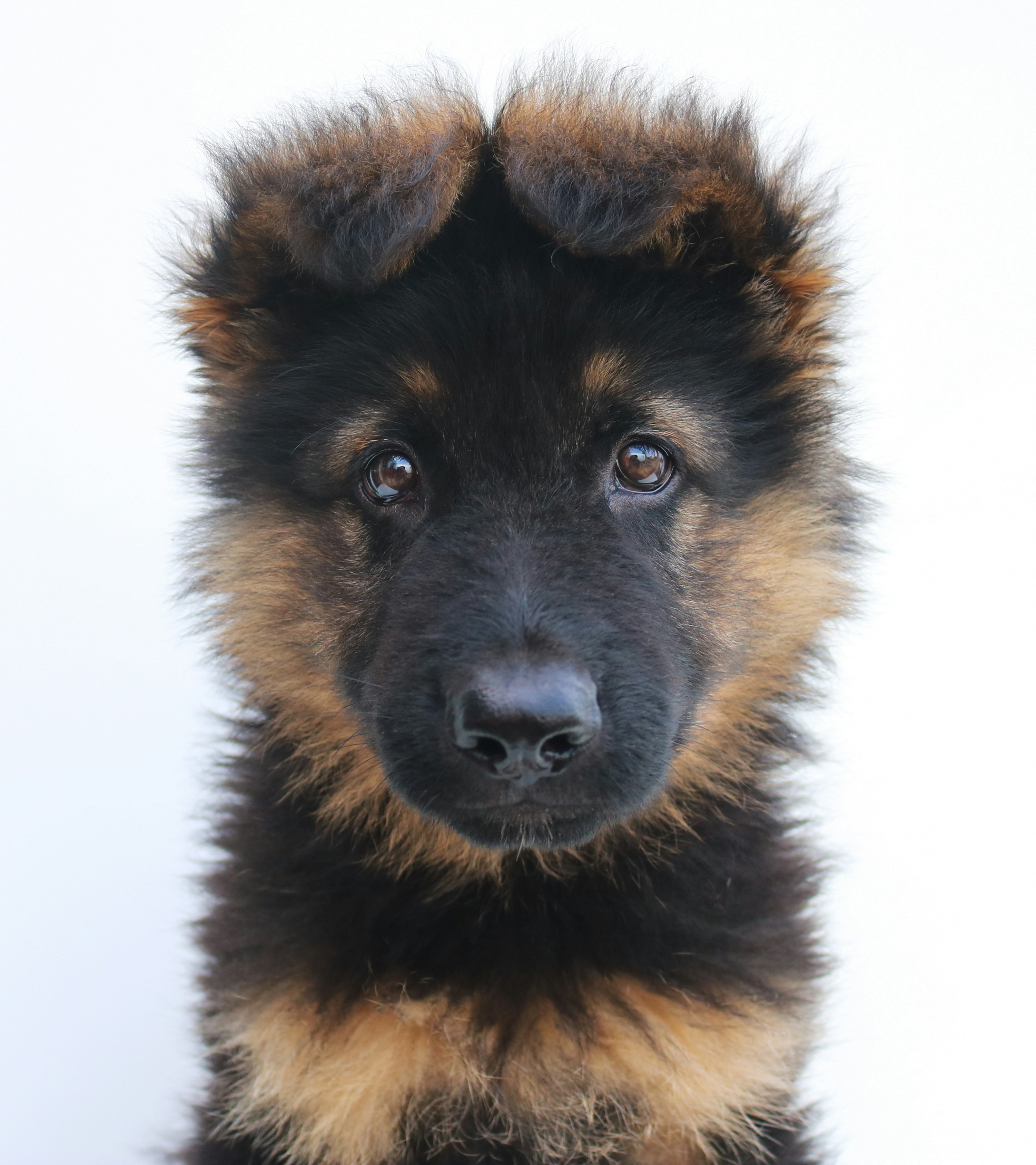Adorable German Shepherd puppy portrait with floppy ears