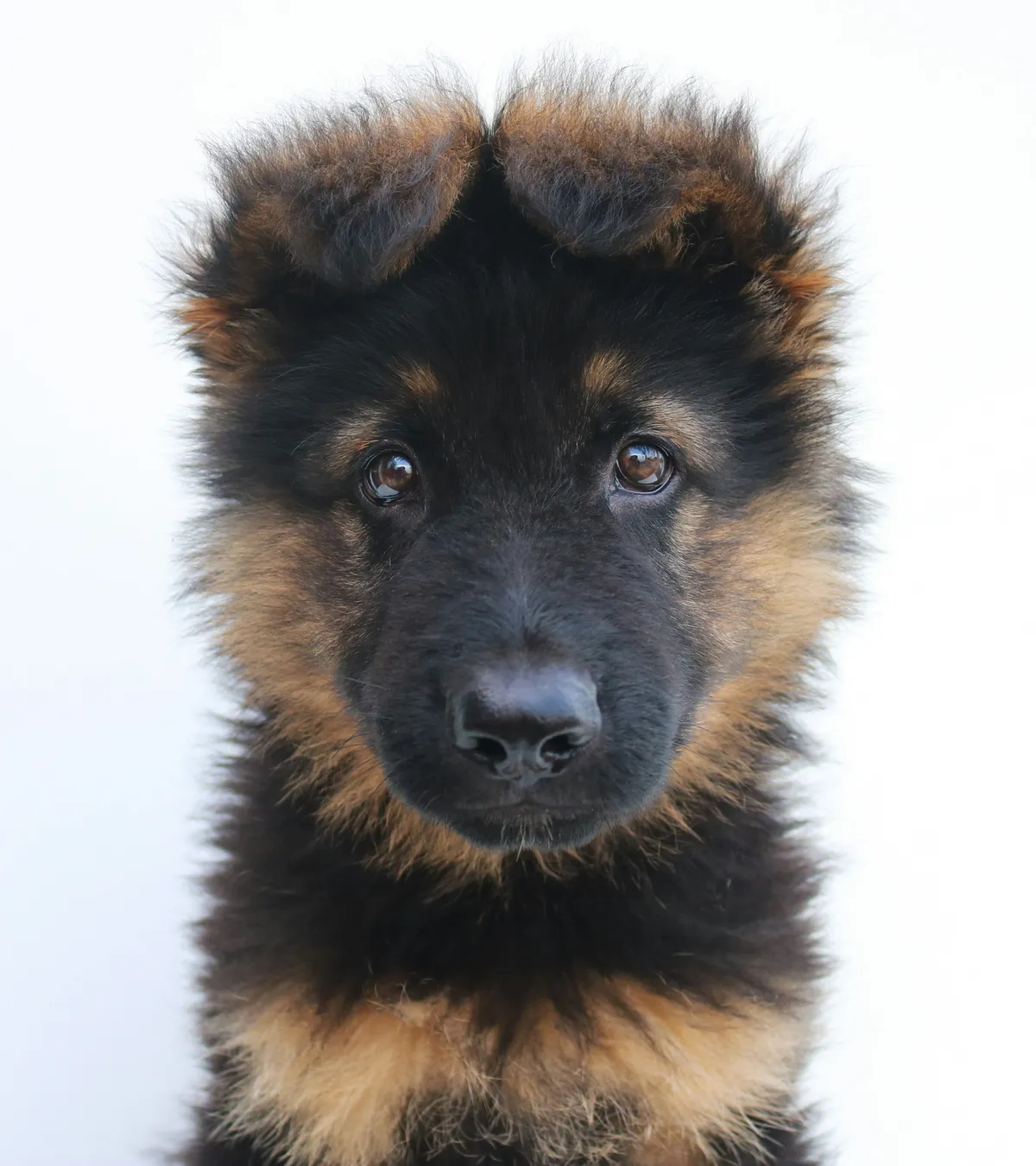 Adorable German Shepherd puppy portrait with floppy ears