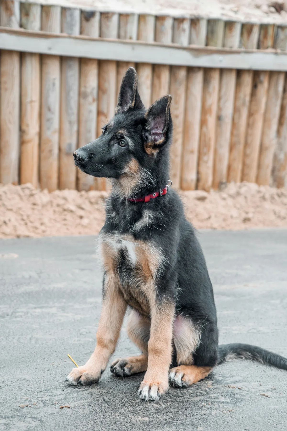 Young German Shepherd puppy with red collar sitting on pavement
