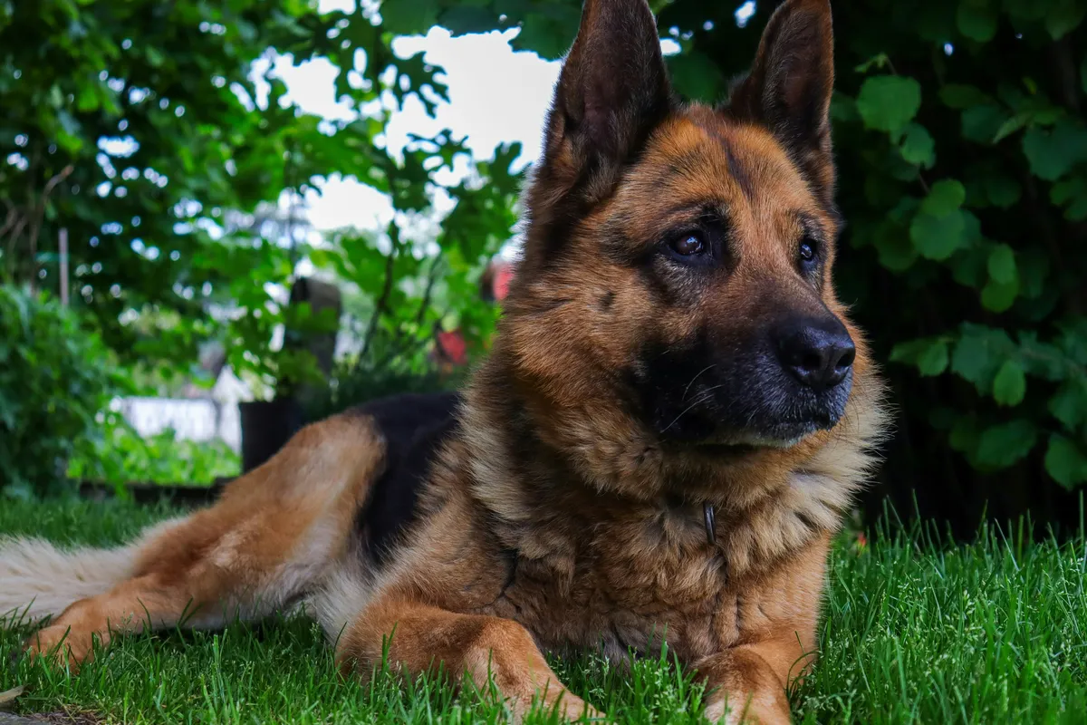 German Shepherd relaxing on garden grass on a summer day