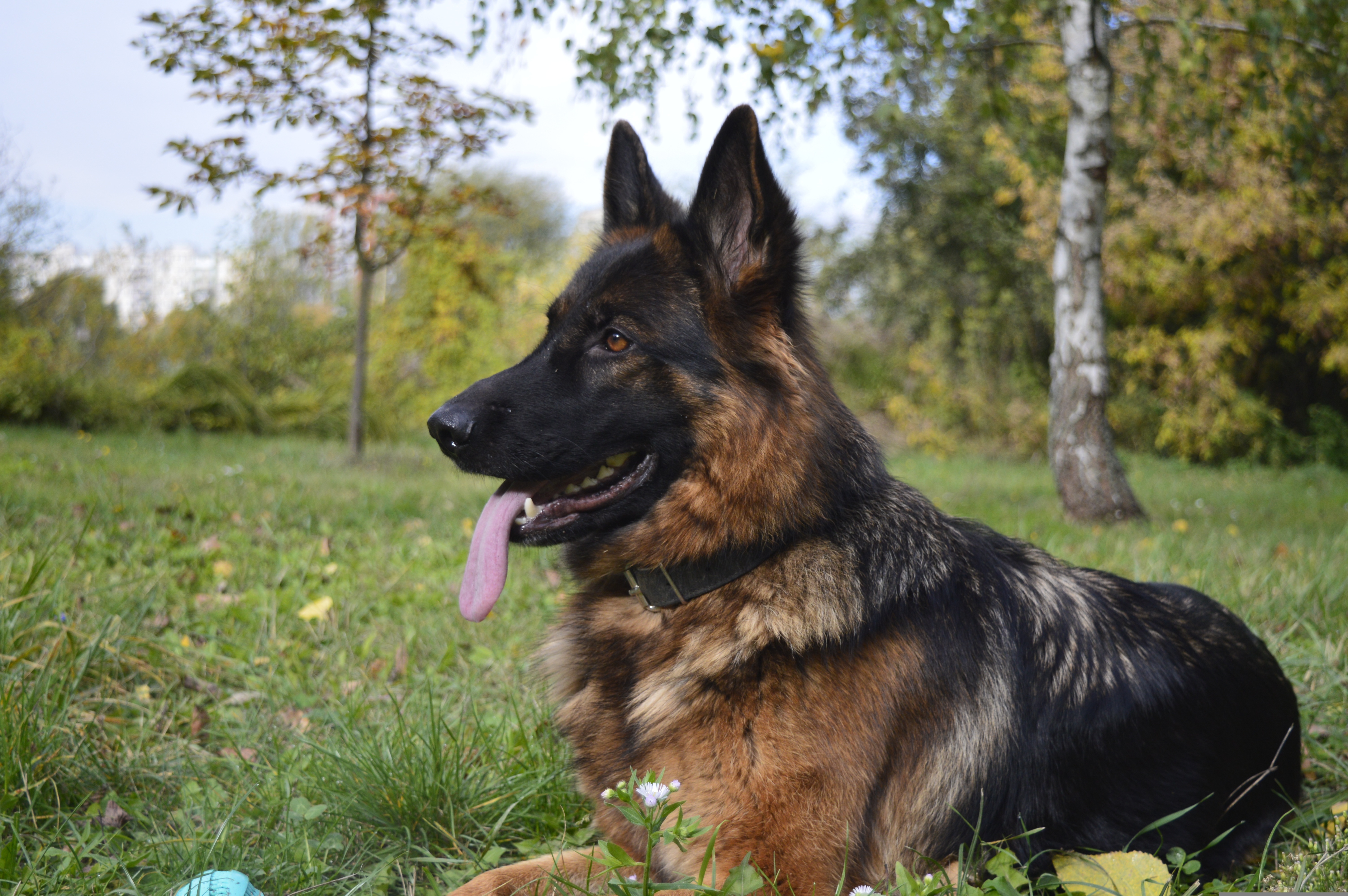 German Shepherd resting on green grass in a park setting