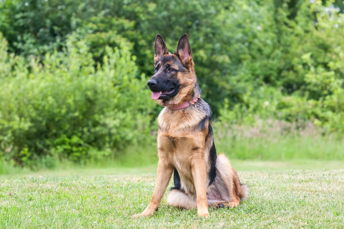 German Shepherd sitting upright in a green summer field