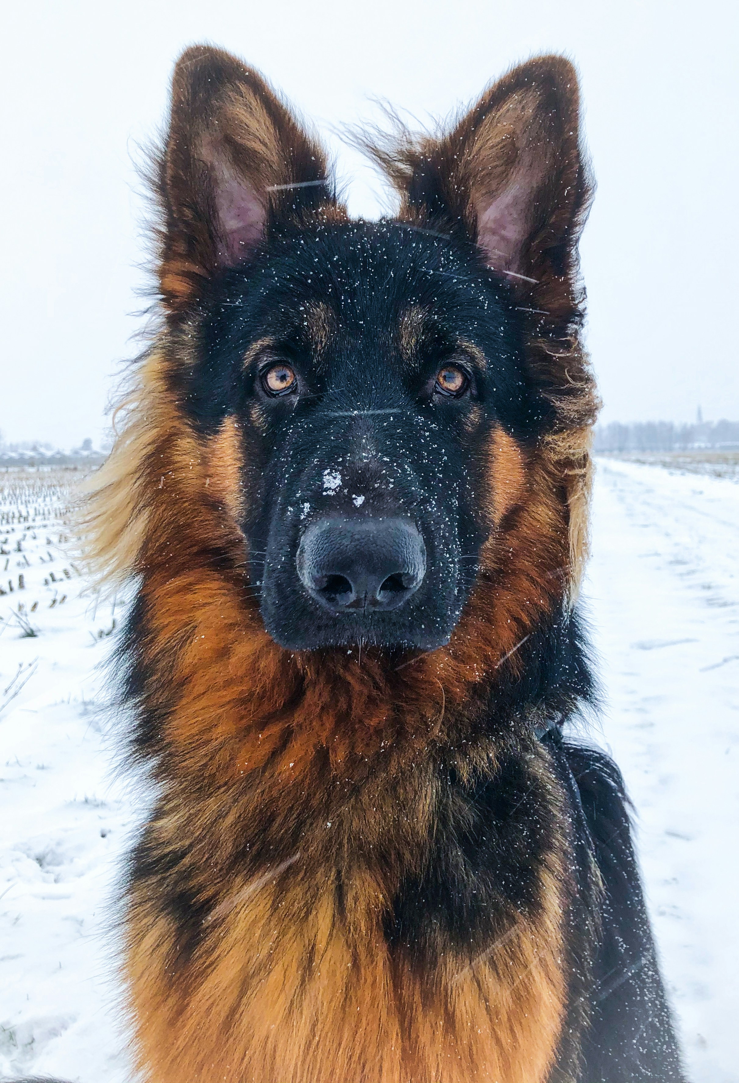 German Shepherd face closeup with snow on nose and fur