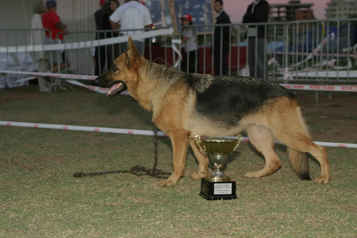European show line German Shepherd with trophy at a Sieger-style breed show