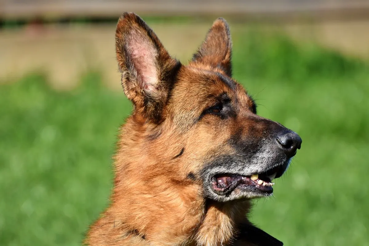 German Shepherd profile showing the breed's distinctive head shape and alert expression