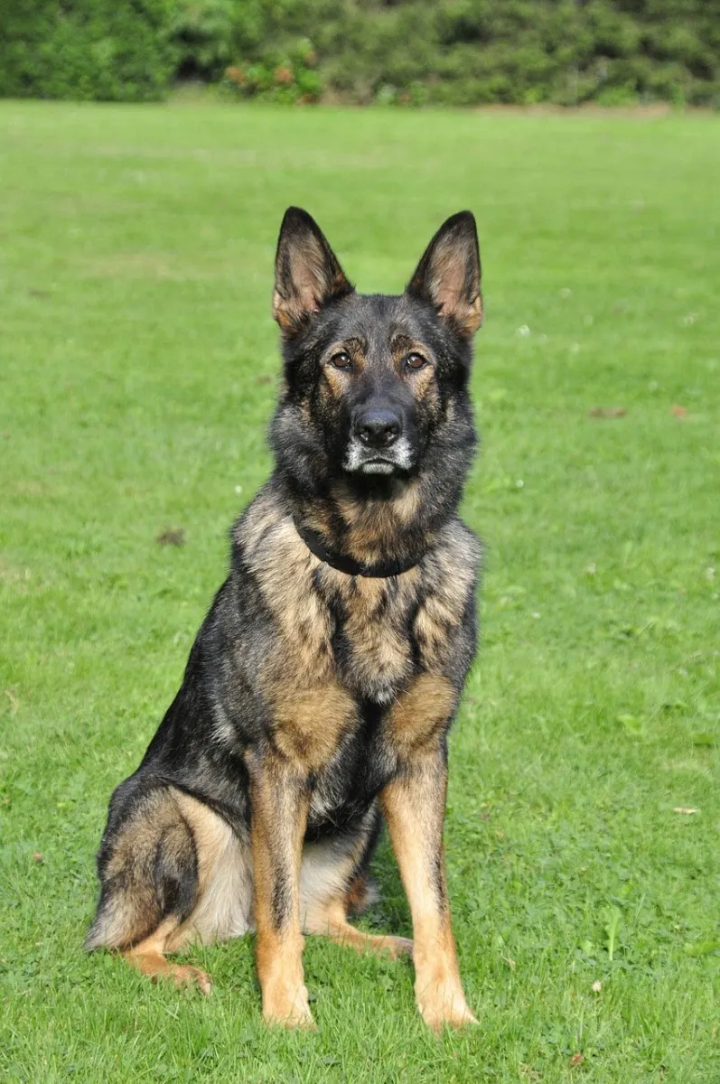 German Shepherd in a historical working role