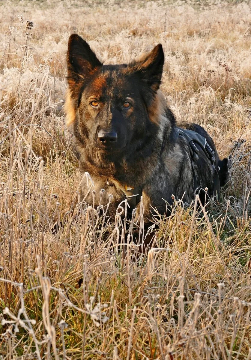 Dark sable German Shepherd alert in a frosty winter field