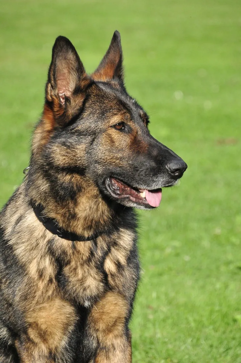 Dark sable working-type German Shepherd in profile