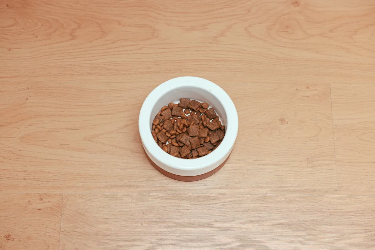 Dog food bowl placed on wooden floor