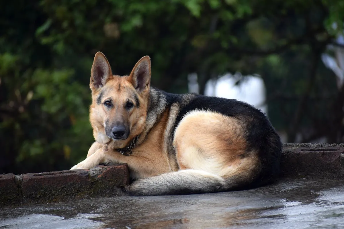 German Shepherd resting while recovering from illness