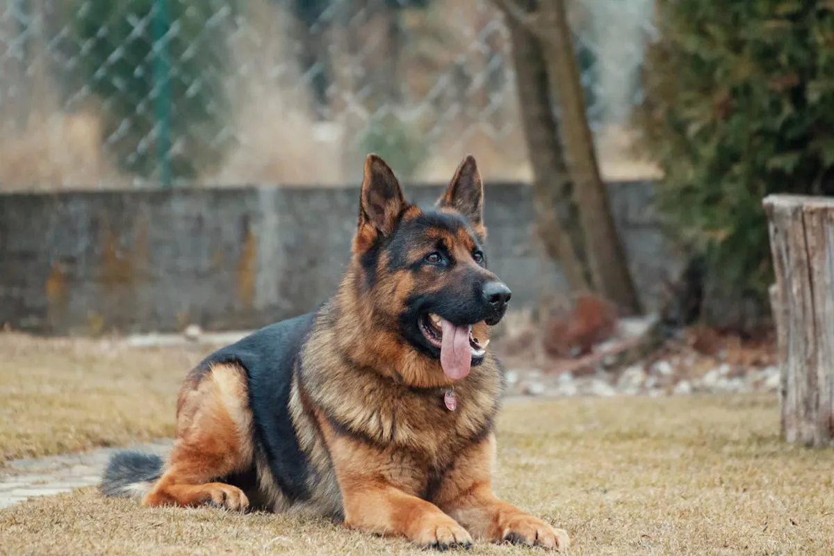 Mature German Shepherd lying calmly on the ground