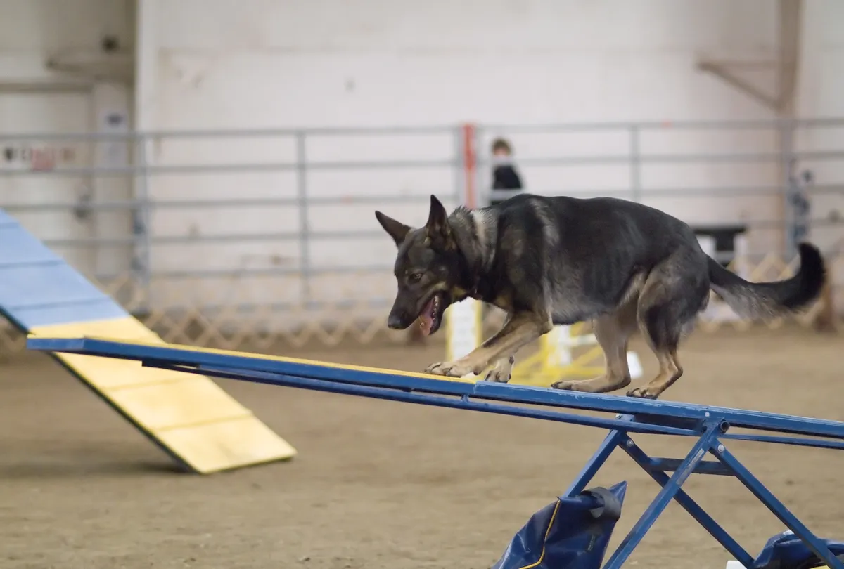 German Shepherd doing agility training showing high energy