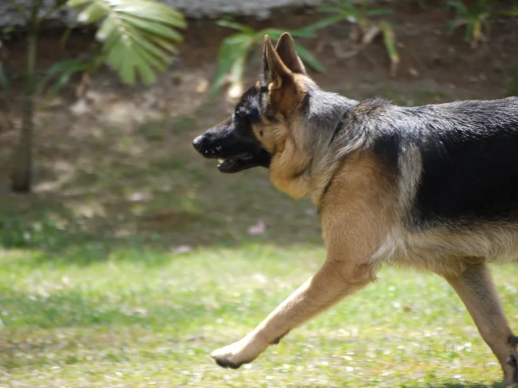 German Shepherd Argos portrait
