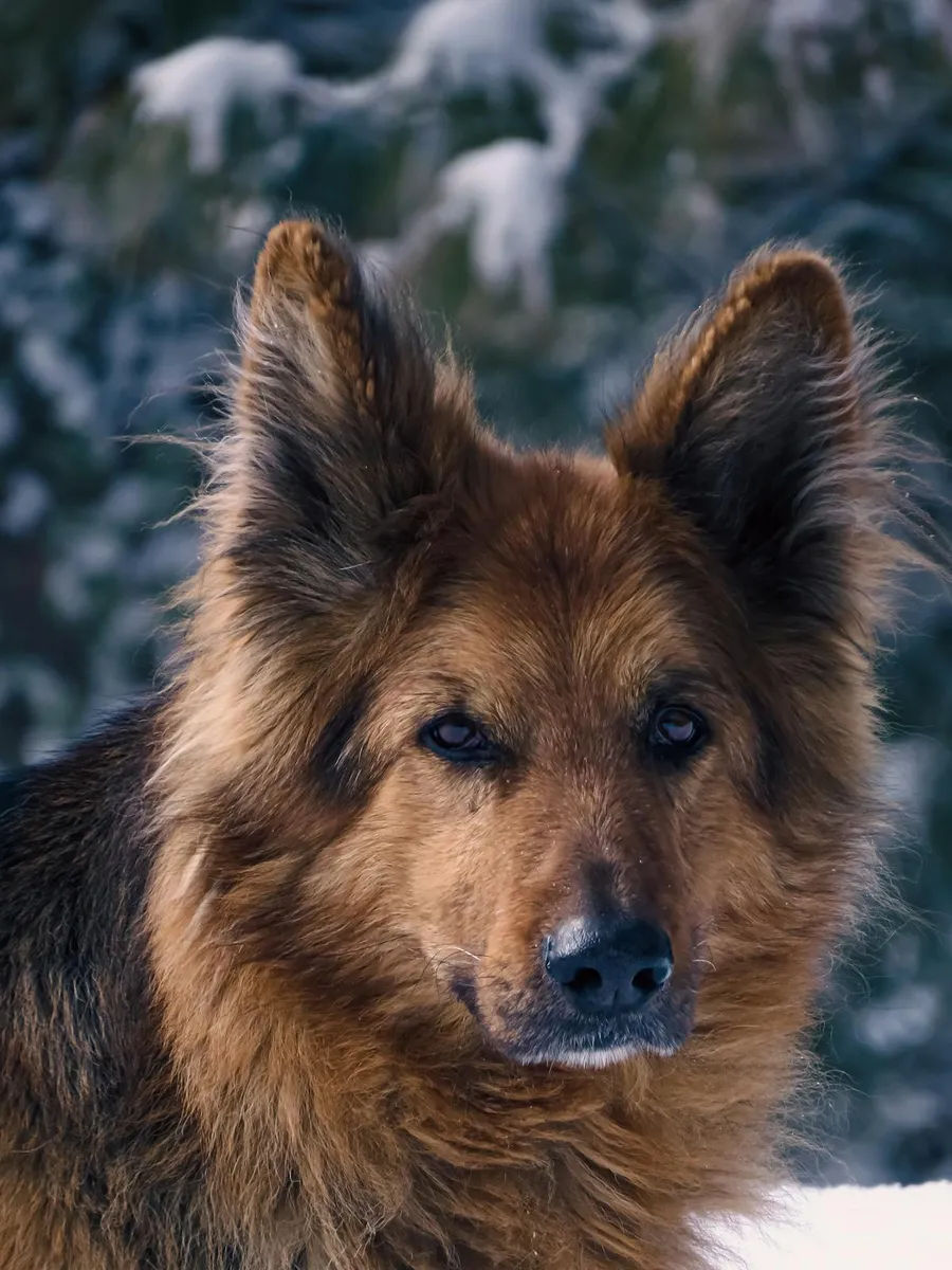 German Shepherd brown and black portrait