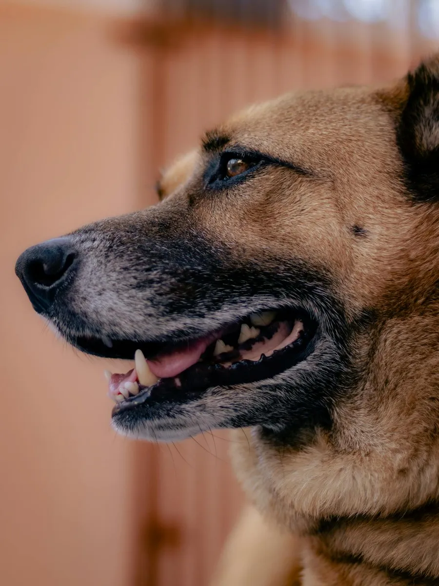 German Shepherd with a curious expression looking at food