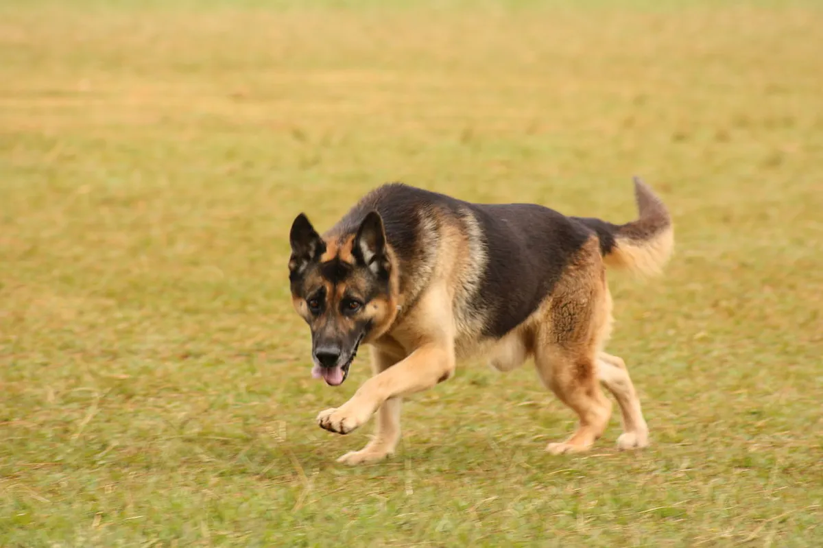 German Shepherd police K9 working on patrol