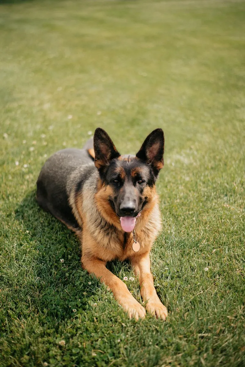 German Shepherd with thick coat lying on grass in the sun
