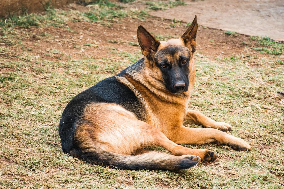 German Shepherd resting calmly after a meal