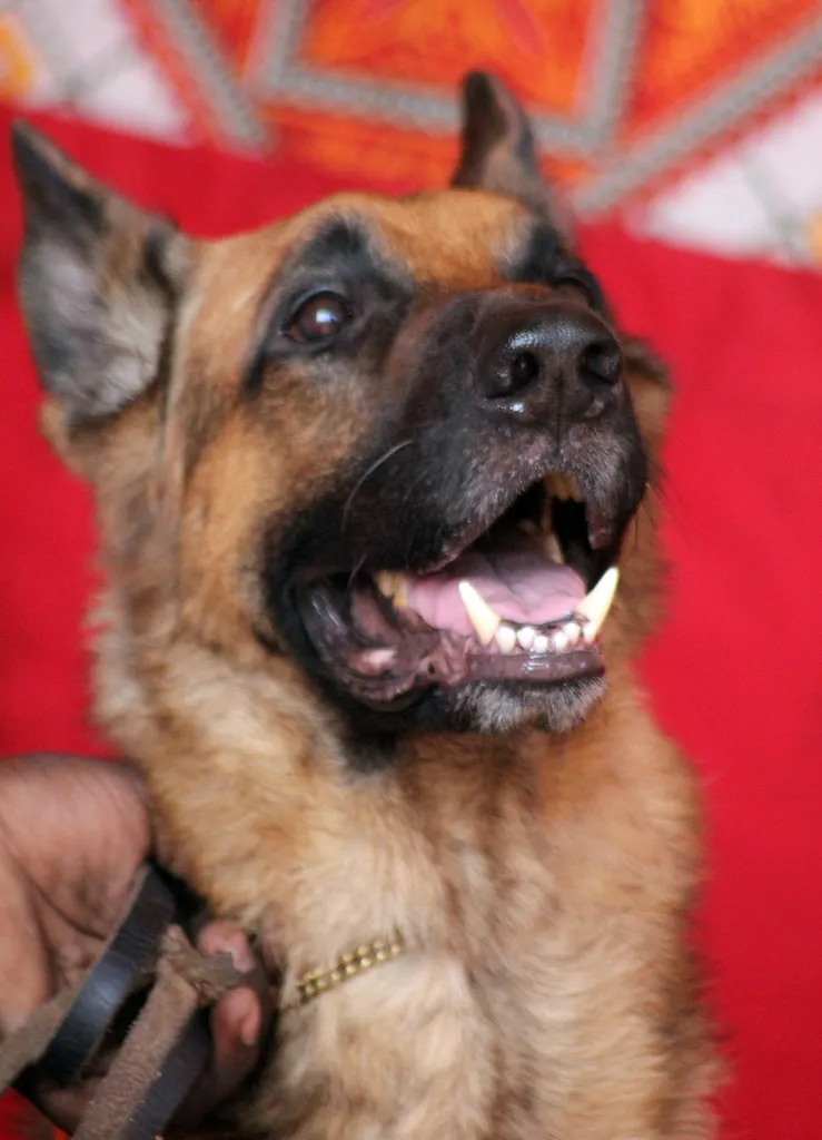 German Shepherd with alert expression looking at camera