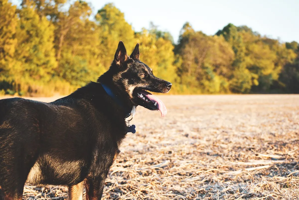 German Shepherd with a healthy, shiny coat resting outdoors