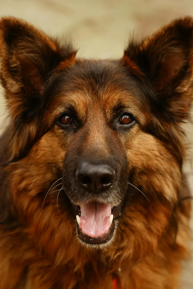 German Shepherd eating happily outdoors