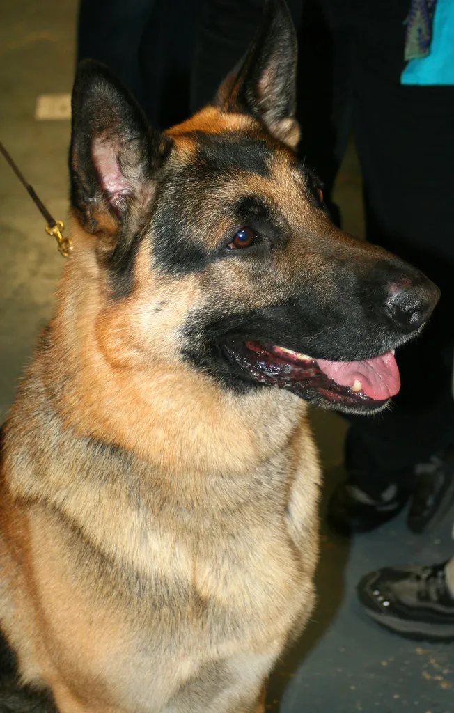 German Shepherd profile view showing healthy coat