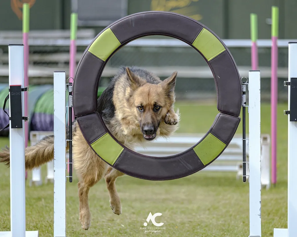 German Shepherd portrait showing healthy physique