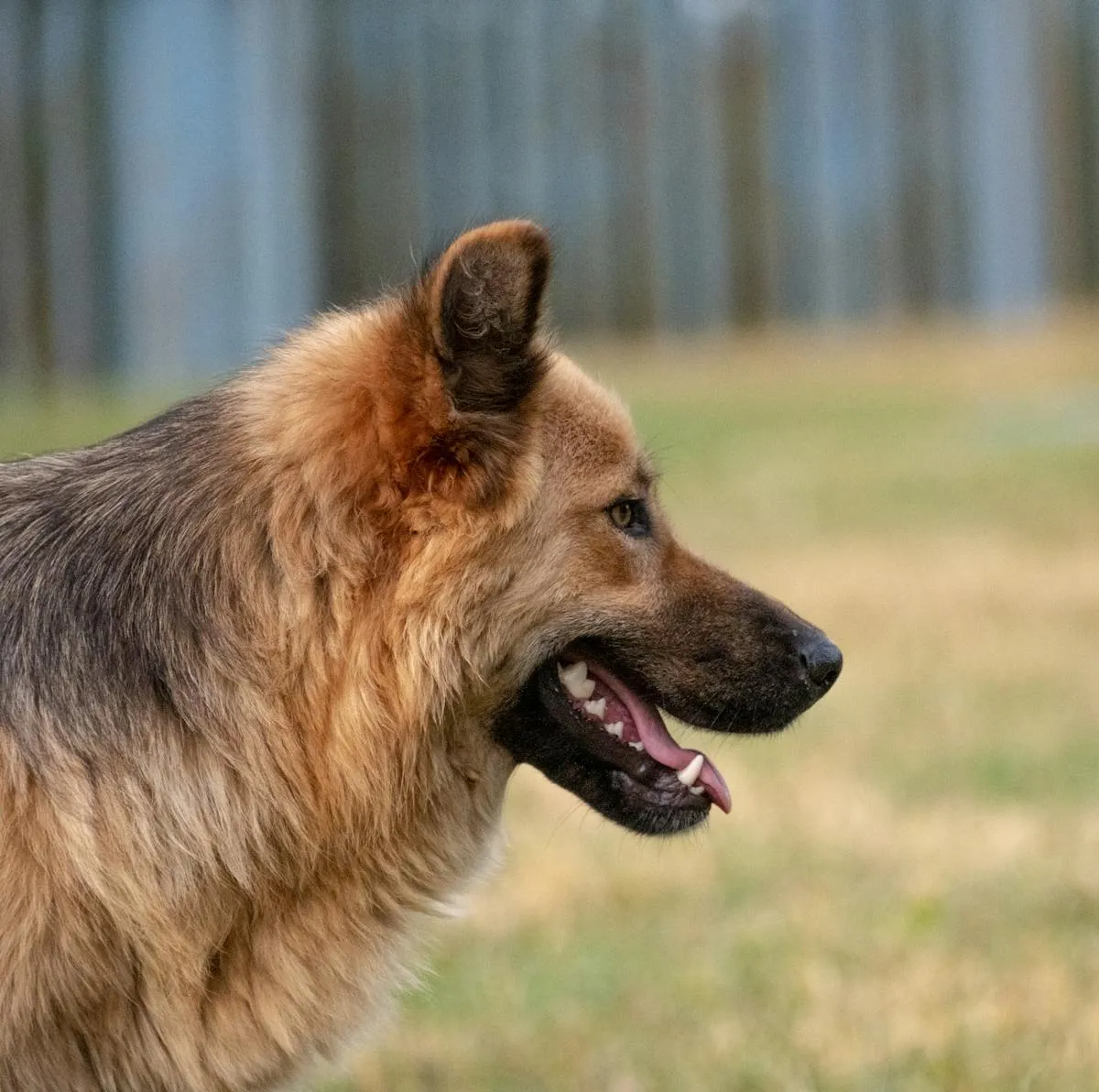 Adult German Shepherd profile showing the deep, narrow chest typical of the breed