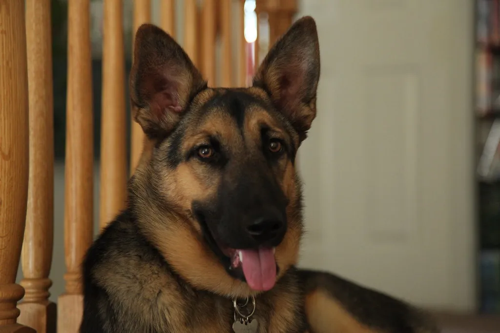 German Shepherd sitting alert in a field
