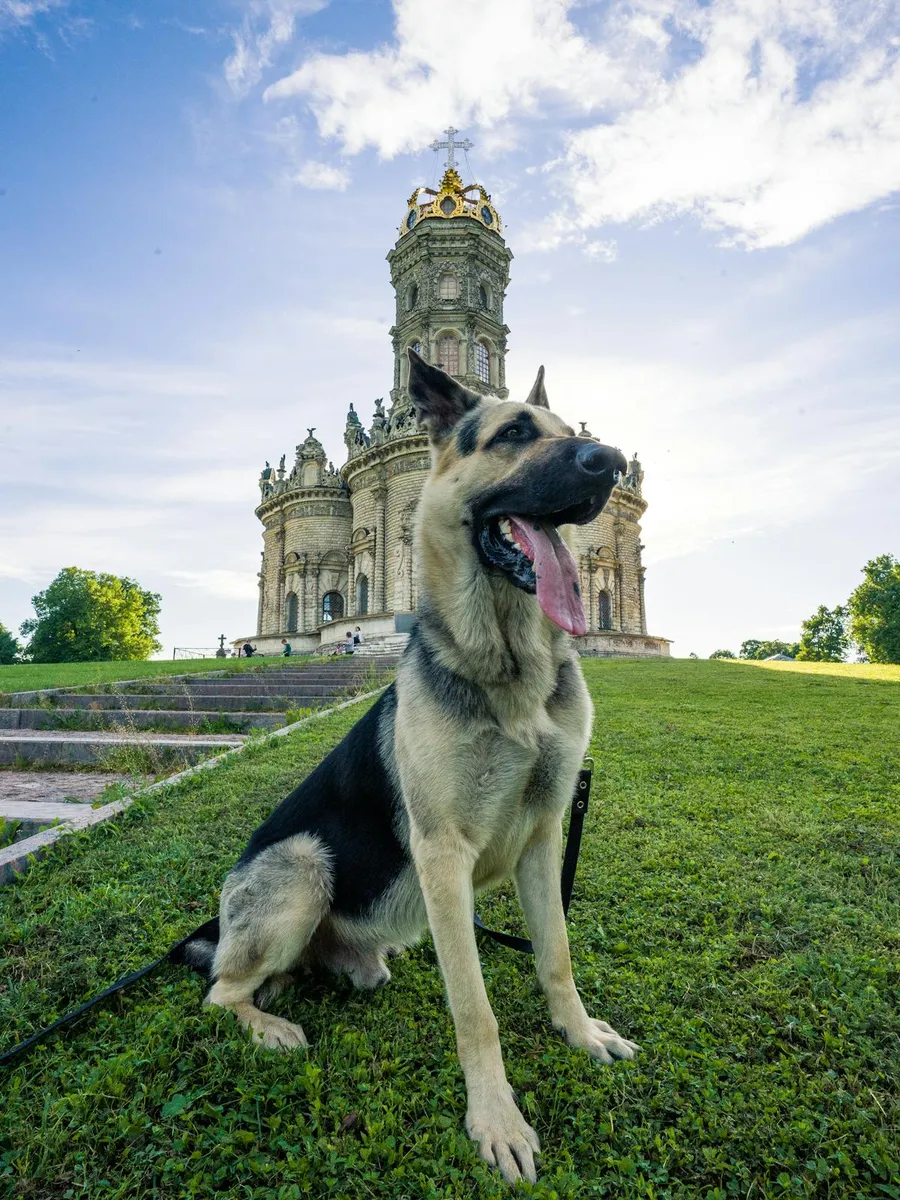 German Shepherd near a cathedral showing adaptability to city life