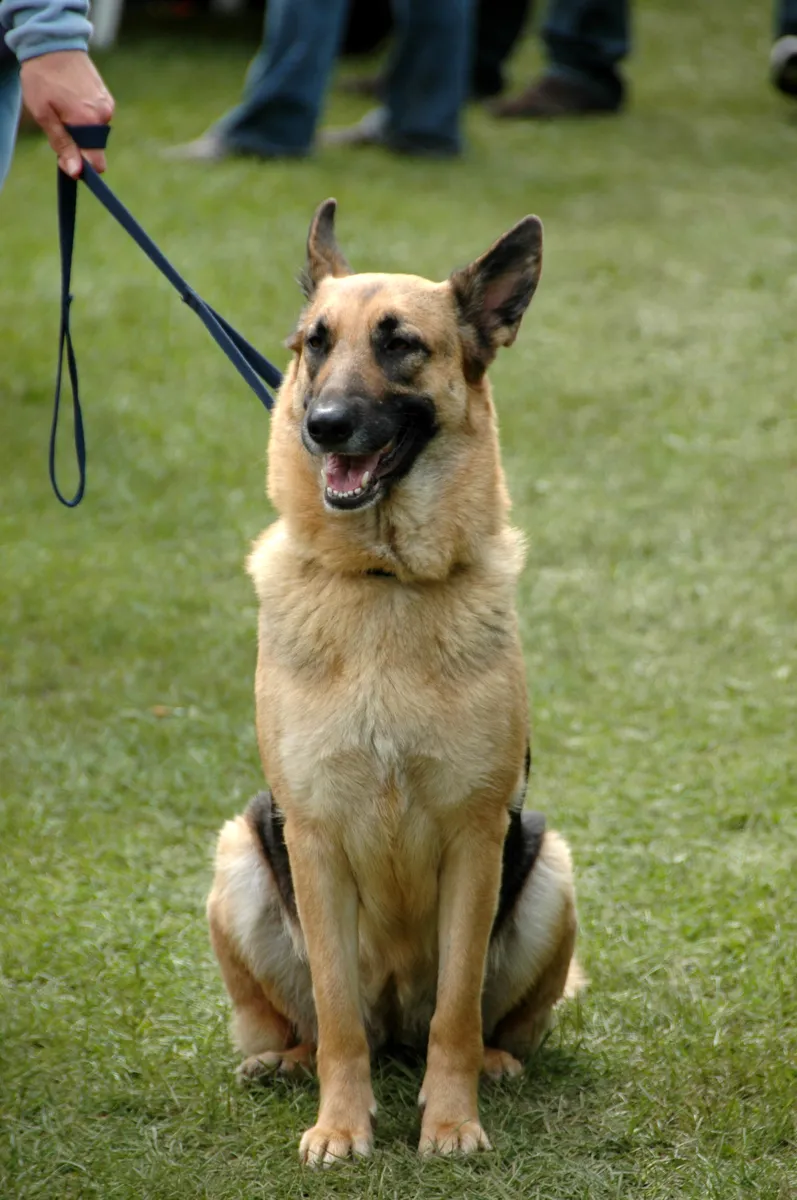 German Shepherd sitting calmly on a leash