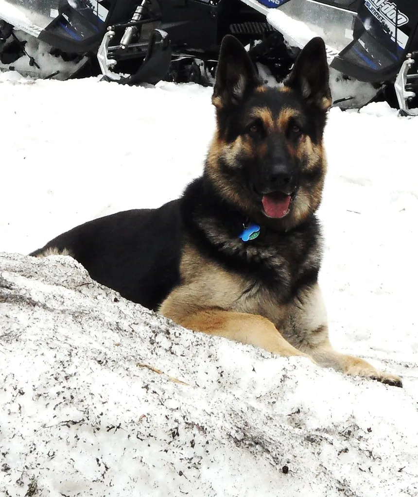 German Shepherd with a thick double coat outdoors