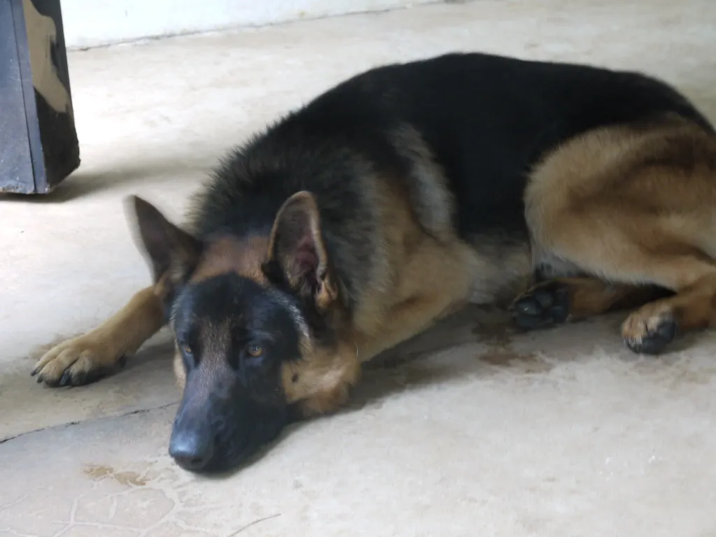 German Shepherd standing alert showing breed-typical build