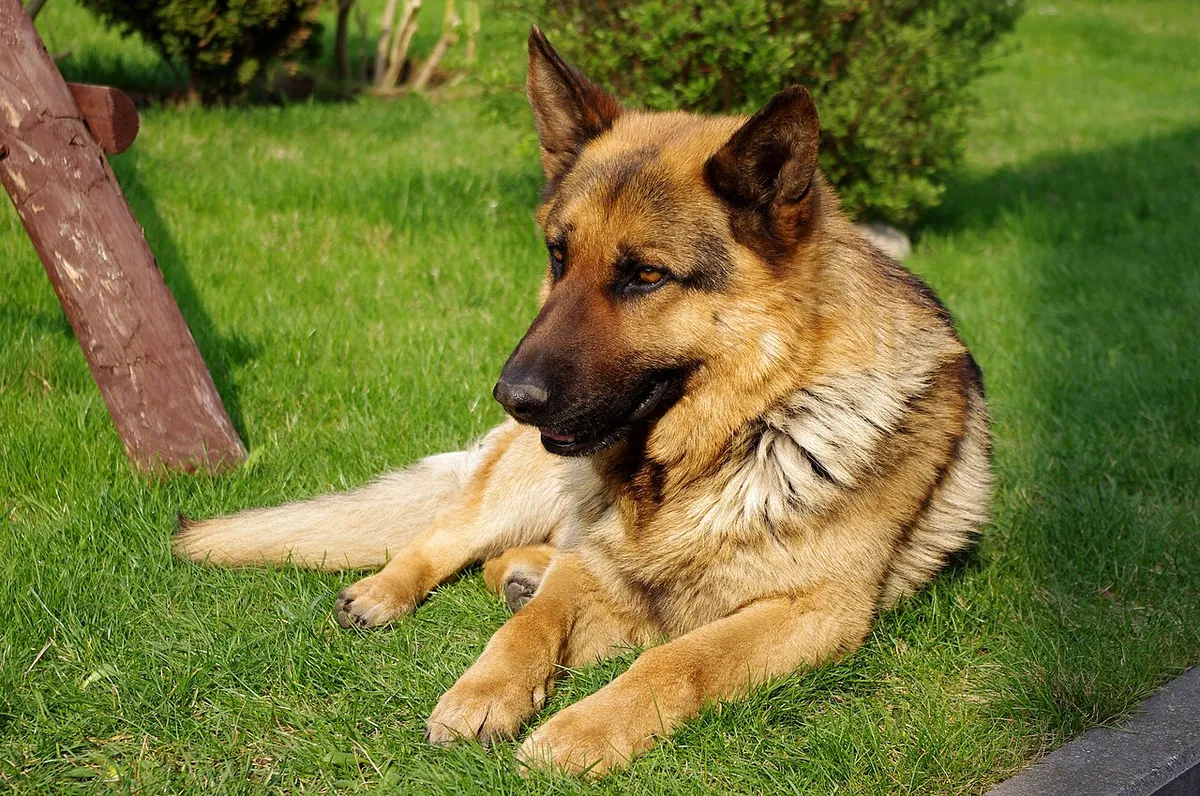 German Shepherd standing tall showing healthy body condition