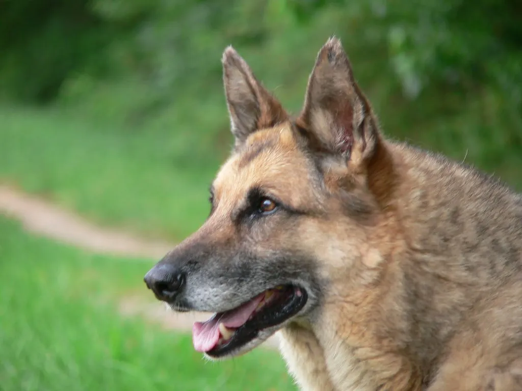Senior German Shepherd with greying muzzle in profile