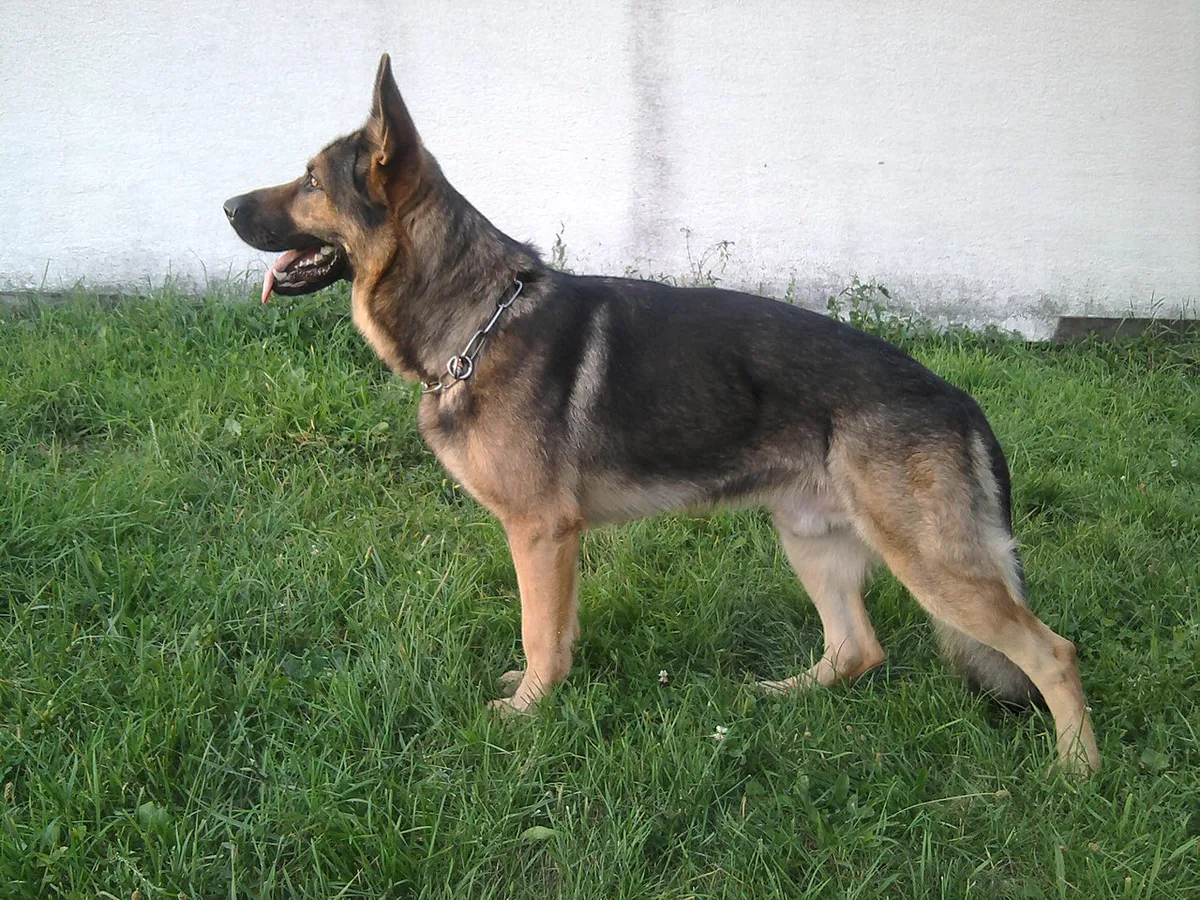 German Shepherd standing in profile, showing the breed's deep-chested build