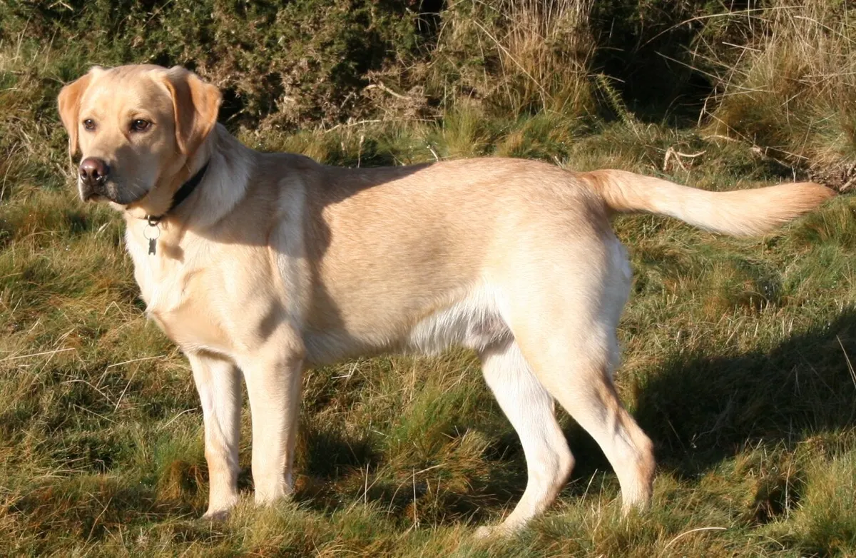 Yellow Labrador Retriever walking in an open field