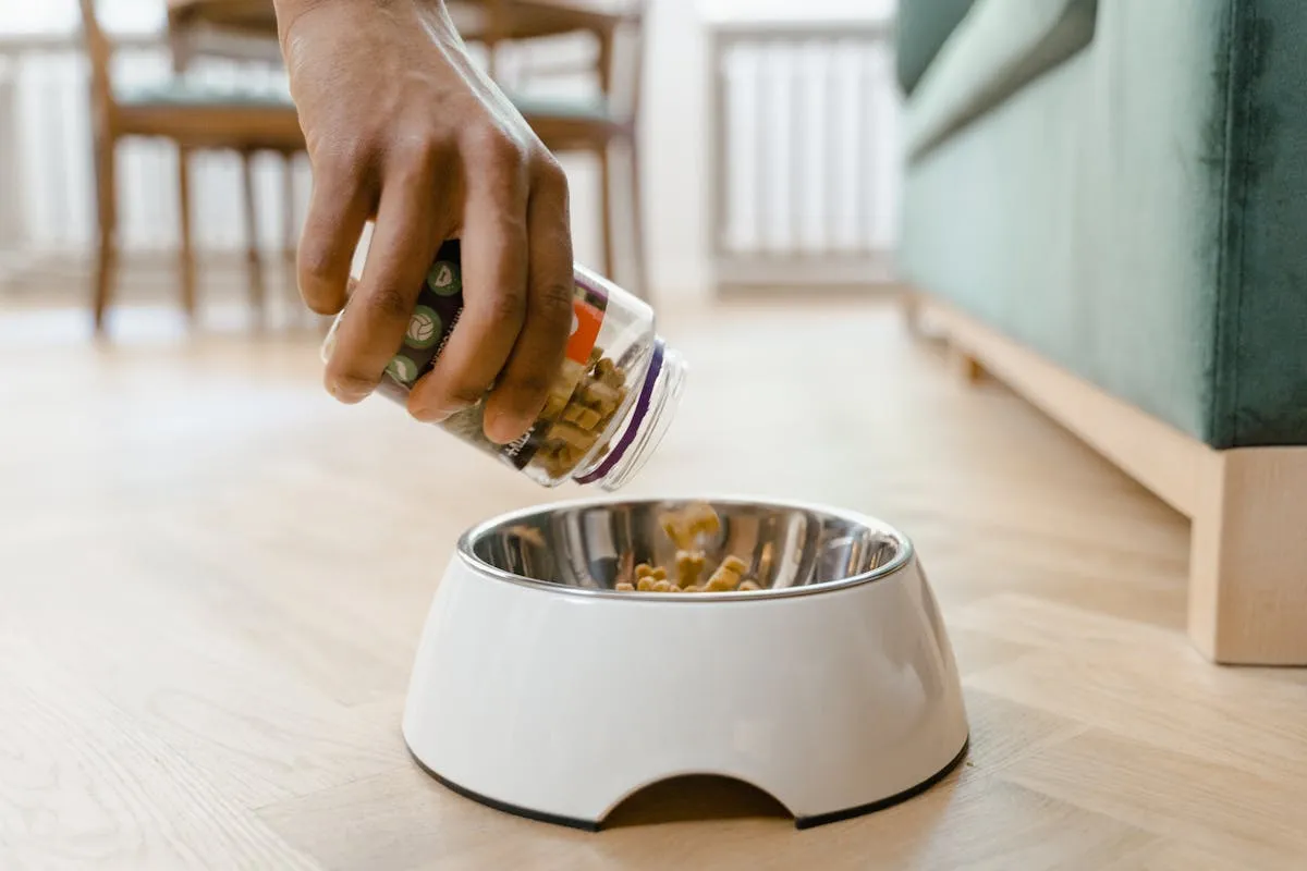 Person placing a food bowl down for a German Shepherd