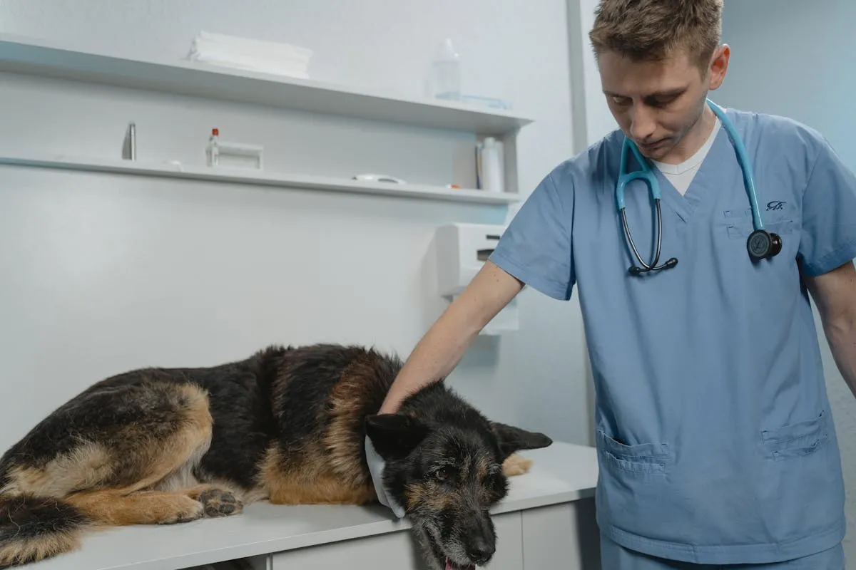 Veterinarian holding a German Shepherd