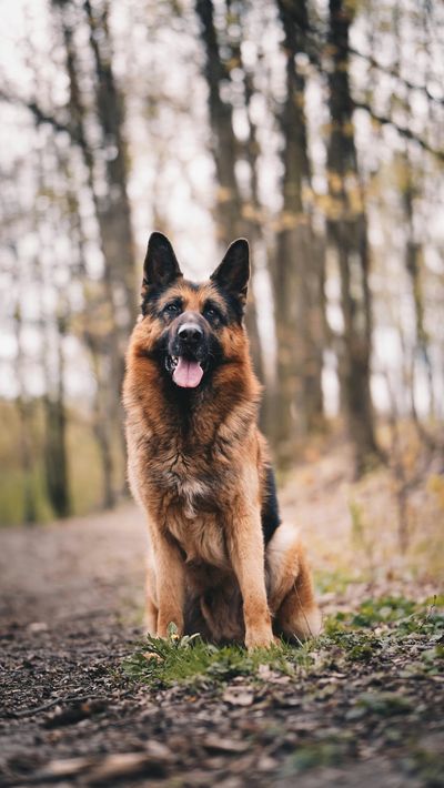Adult German Shepherd sitting on a forest path in autumn