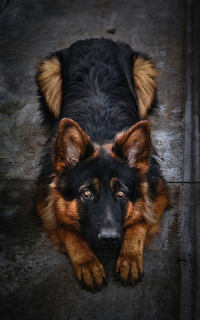 German Shepherd lying flat on the ground viewed from above