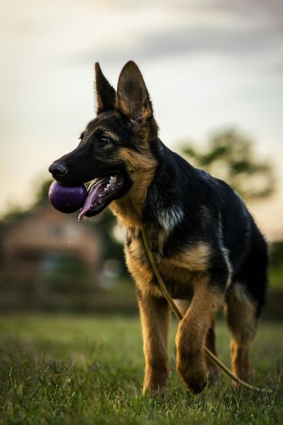 German Shepherd playing with a purple ball in a grassy field