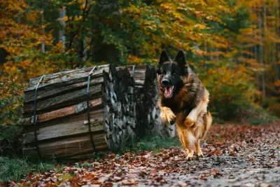 German Shepherd trotting along an autumn forest trail — controlled, low-impact movement supports healthy hip development