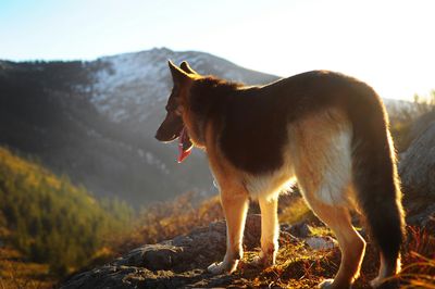 German Shepherd standing on rocks overlooking mountains at sunrise