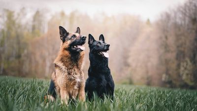 Two German Shepherds sitting together in a green field