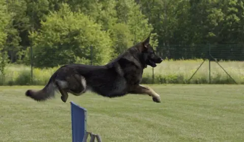 East German Shepherd dogs