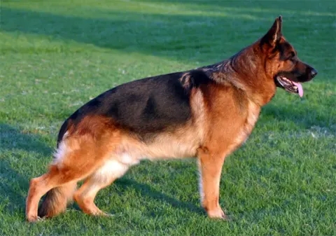 European show line German Shepherd in classic conformation stance